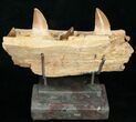 Mosasaur (Eremiasaurus) Jaw Section On Stand #11507-1
